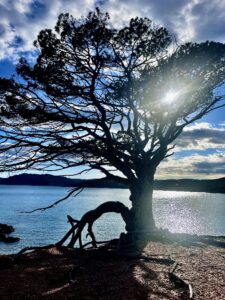 003-BECHERUCCI-arbre