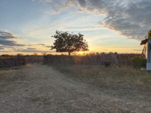 087-DE MESQUITA LOPES